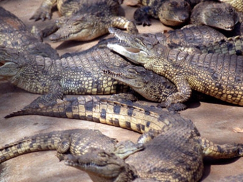 Miri Crocodile Farm